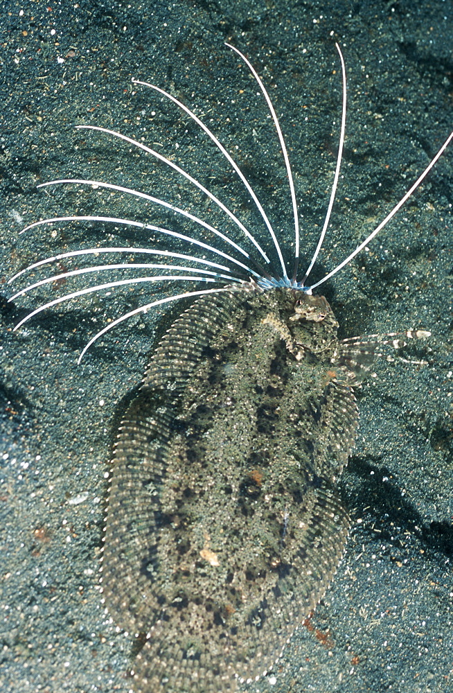 Cockatoo Flounder (Samaris cristata) flicks out its long filament dorsal rays, when disturbed or alarmed. Lembeh Strait, Sulawesi, Indonesia