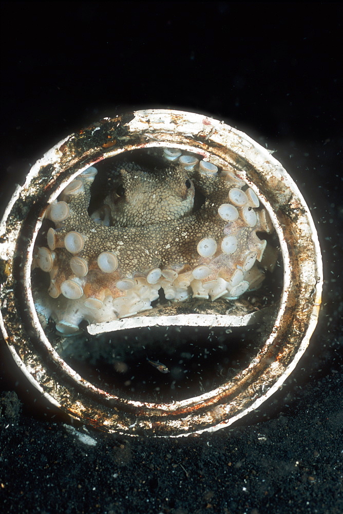 Coconut or Margined Octopus (Octopus marginatus) hiding in Paint Can. This animal often hides in the husk of coconut, and also in 1/2 shells (like clams) when young. Lembeh Strait, Sulawesi, Indonesia.   (rr)