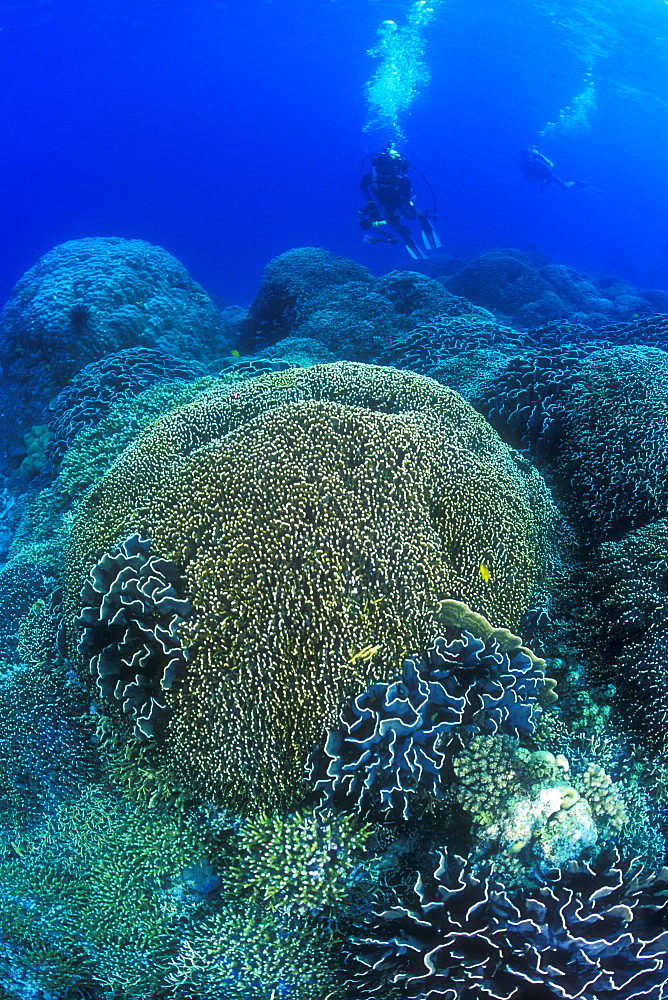 Coral Fields Blue Coral Bommies, (Heliopora sp.) and divers. Gorontalo, Sulawesi, Indonesia.   (rr)