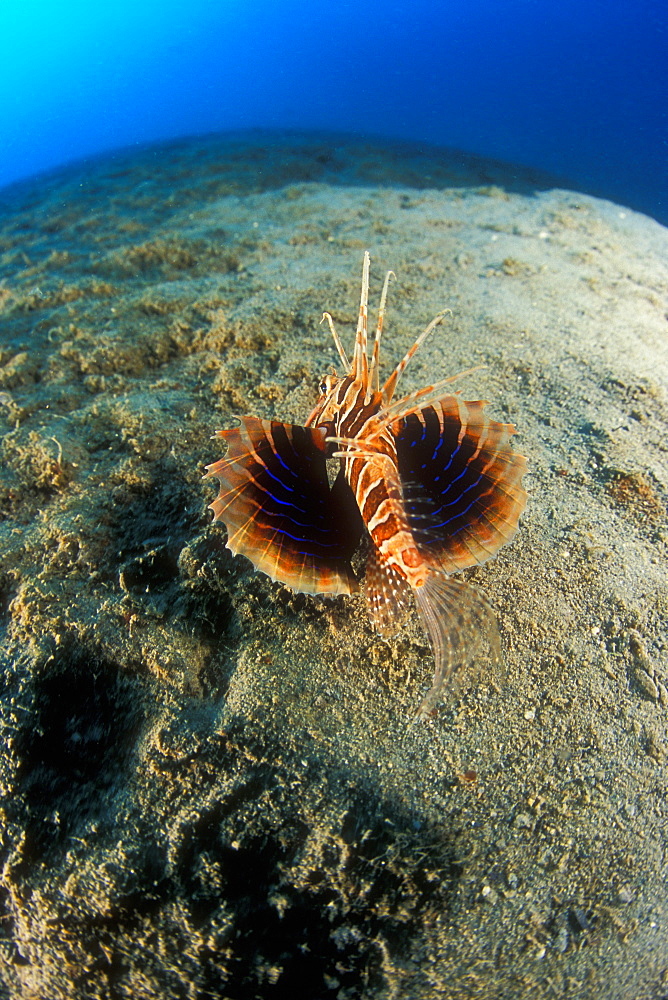 Gurnard Lionfish (Parapterois hetururus), opening its blue-line wings. Gorontalo, Sulawesi, Indonesia