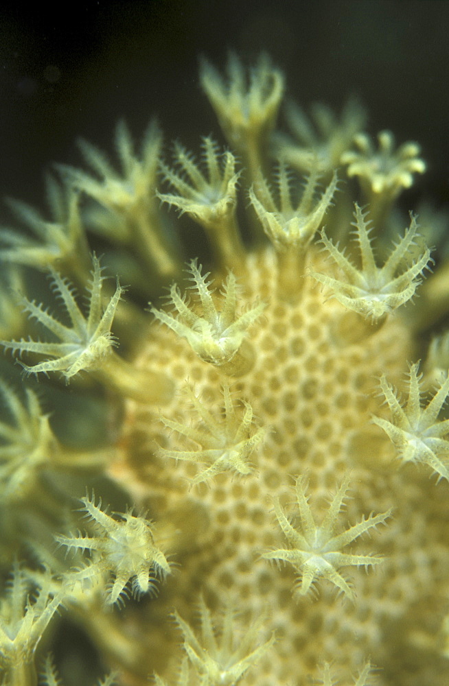 Leather Coral Polyps (Sarcophyton sp) each extending its 8 arms to try catching plankton in water.  Coral Polyps are individual animals having a common base (in this case, the leathery base). Derawan, Kalimantan, Indonesia.