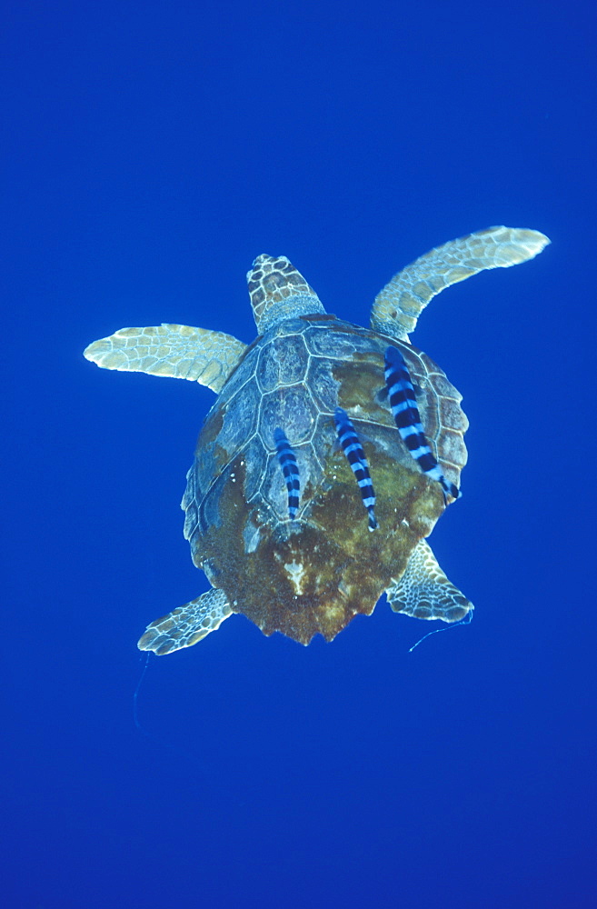 Loggerhead Turtle (Caretta caretta) and Pilot Fish (Naucrates ductor). Azores, Portugal, Atlantic.