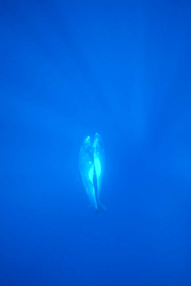 Pygmy killer whale (Feresa attenuata) mating pair.
Hawaii.