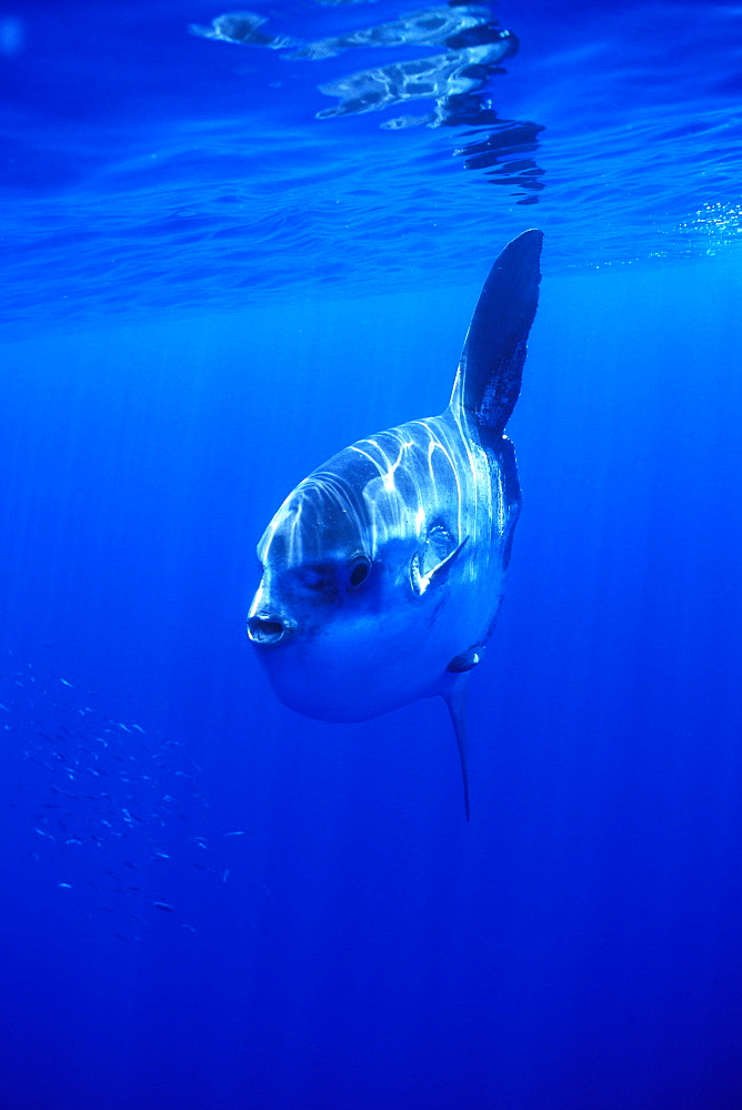 Oceanic Sun Fish (Moon Fish or Mola Mola). Azores, Portugal, Atlantic