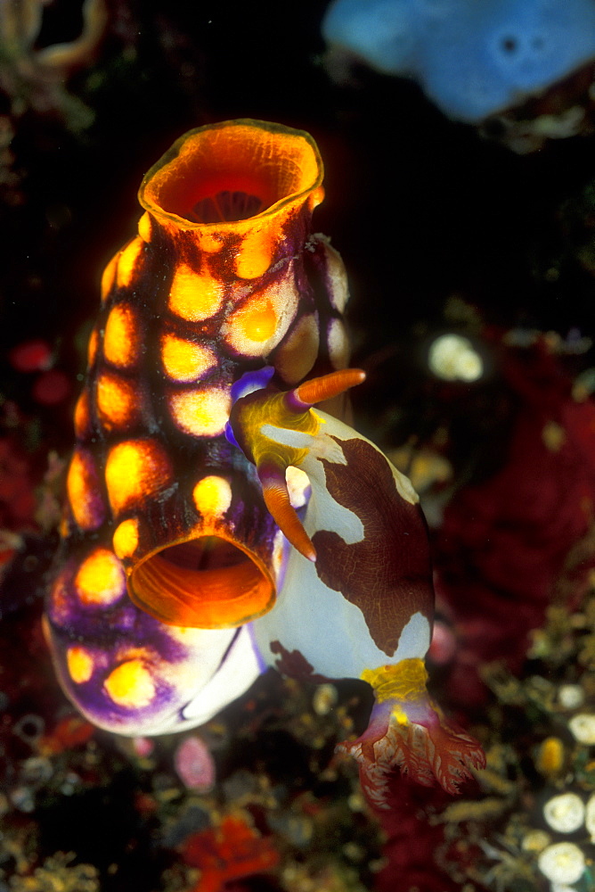 Reddish Nembrotha Nudibranch (Nembrotha rutilans) feeding on a Giant Tunicate (Polycarpa aurata). Gorontalo, Sulawesi, Indonesia