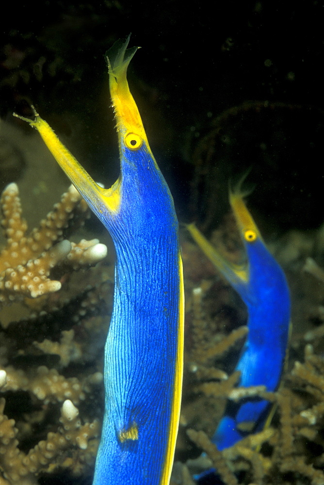 Male Ribbon Eels (Rhinomuraena quaesita). Gorontalo, Sulawesi, Indonesia