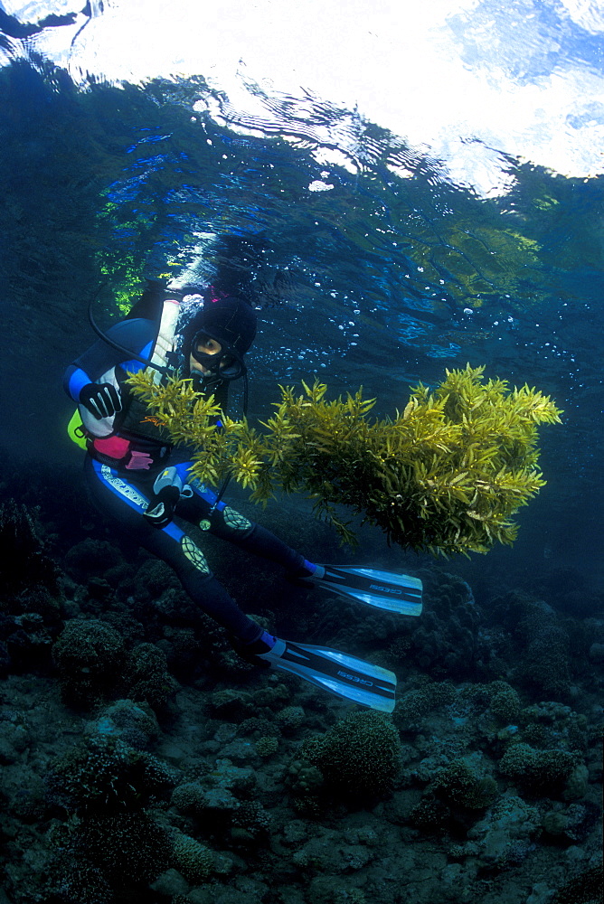 Sargassum Sea Weed and diver. Gorontalo, Sulawesi, Indonesia