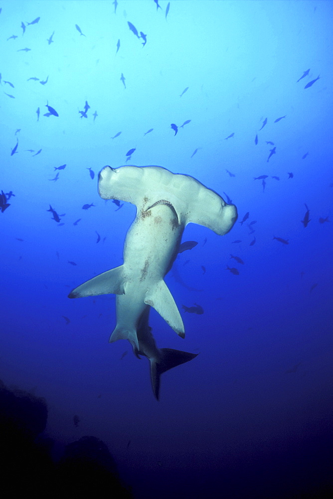 Scalloped Hammerhead Shark being cleaned by Barbar Fish. CoCos Island, Costa Rica.