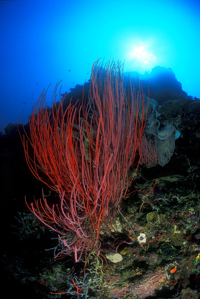 Sea Whips (Ellisella sp.) under sun. Gorontalo, Sulawesi, Indonesia