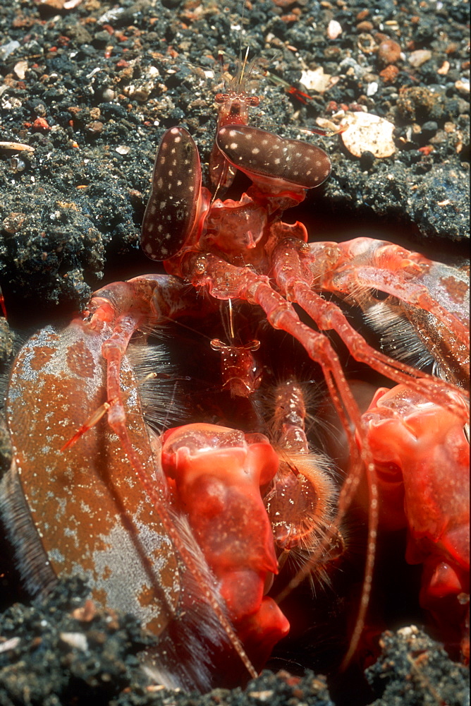 Commensal Shrimp (Urocaridella sp) sitting on Giant Mantis Shrimp (Lysiosquillino sp.). Lembeh Strait, Sulawesi, Indonesia