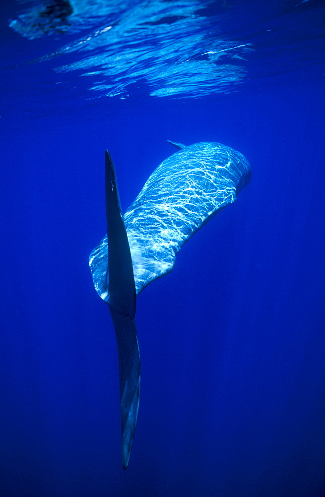 Sperm Whale (Physeter macrocephalus) swimming sideways. Azores, Portugal, Atlantic