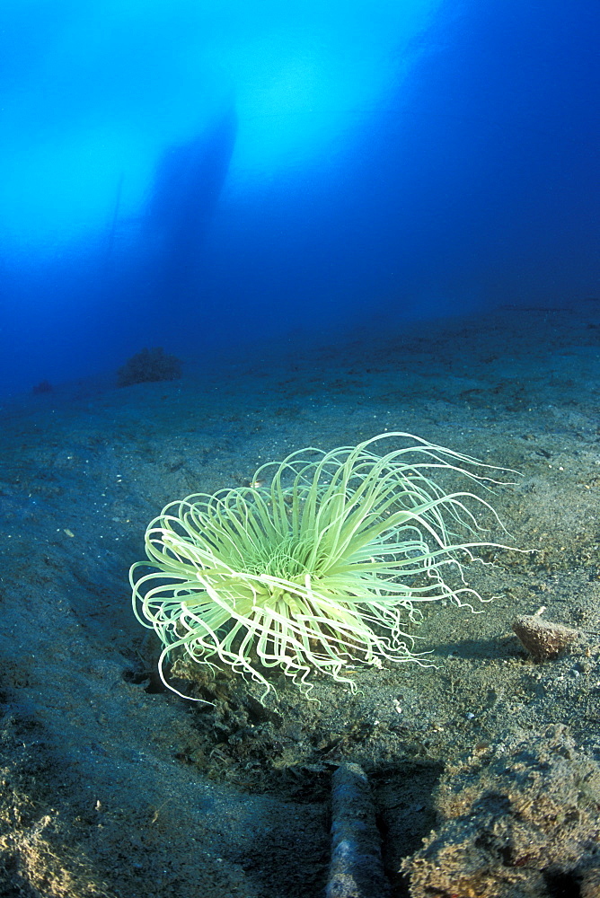 Tube Anemone (Cerianthus sp.) beneath Local Fishing Boat. Gorontalo, Sulawesi, Indonesia.