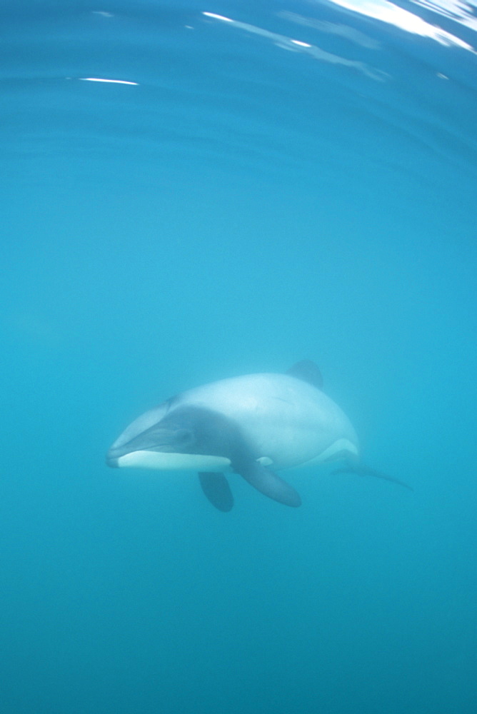 Hector's dolphin (Cephalorhynchus hectori) approaching camera, showing characteristic dorsal fin.
Akaroa, New Zealand.