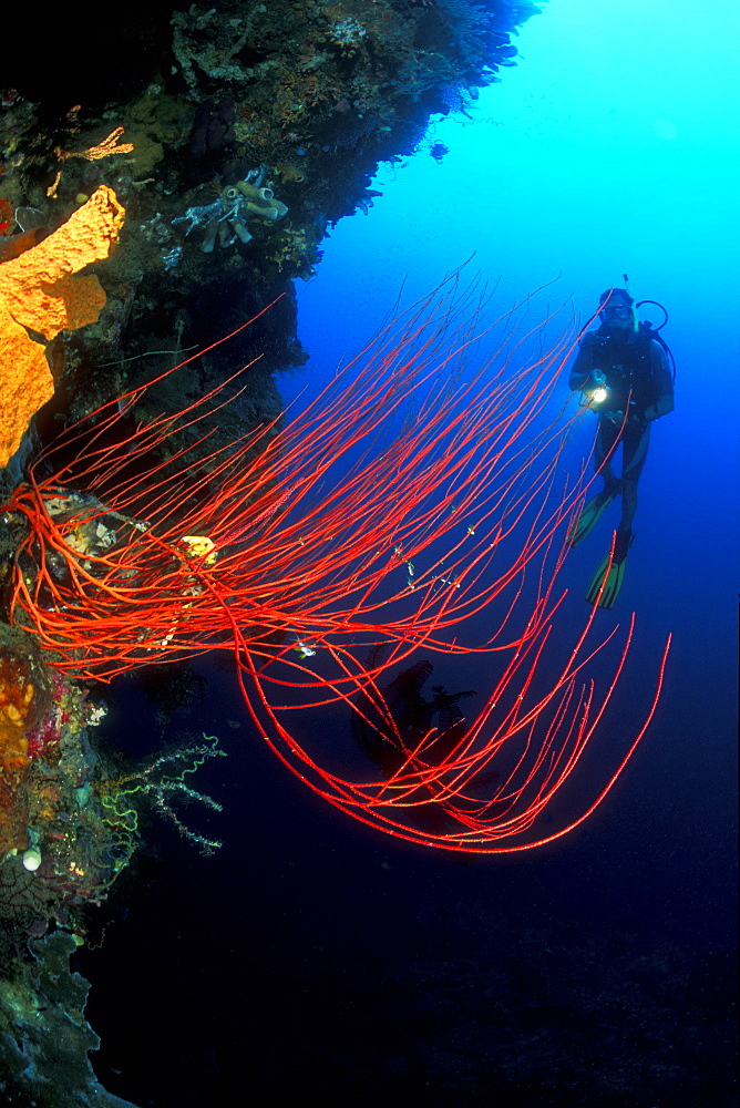 Whip Coral and diver. Gorontalo, Sulawesi, Indonesia