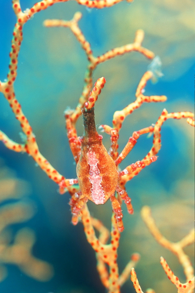 Xeno or Black Coral Crab, (Xenocarcinus conicus) on Sea Fan. Lembeh Strait, Sulawesi, Indonesia