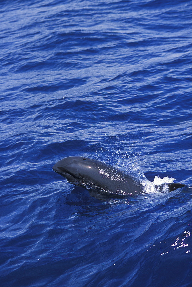 Melon-headed whale (Peponocephala electra). Surfacing, lifting its head high out of the water.
Indonsia. 