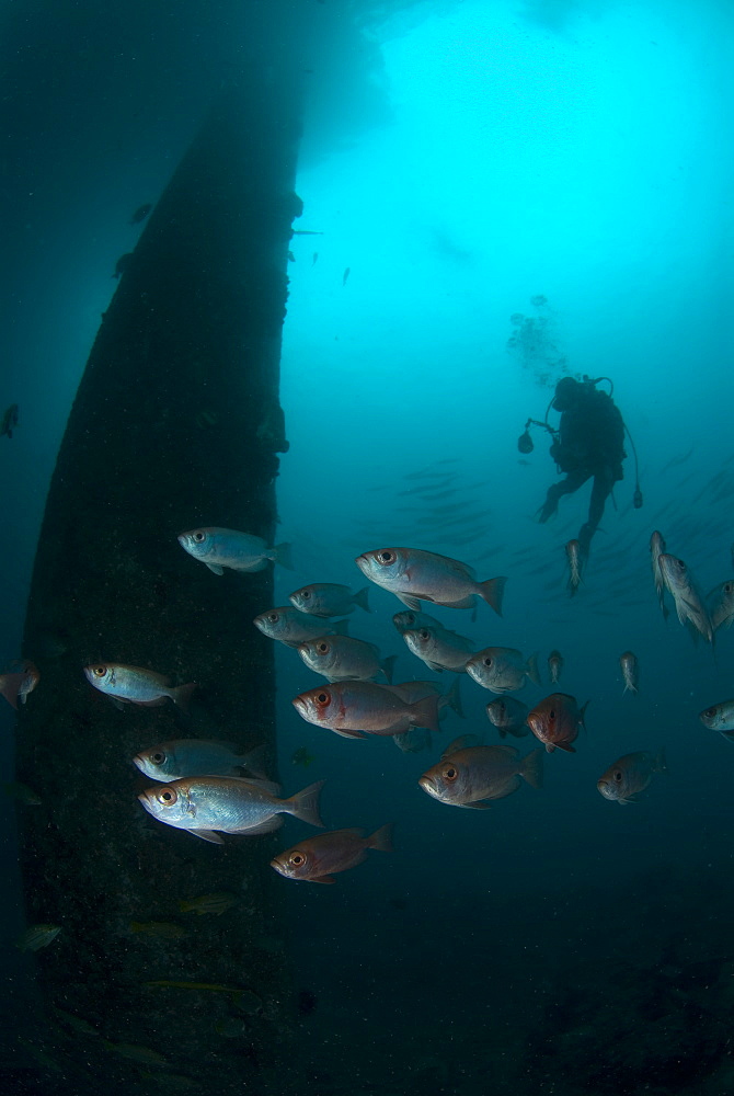 Big Eye Cotton Fish & diver. Mabul Island, Malaysia