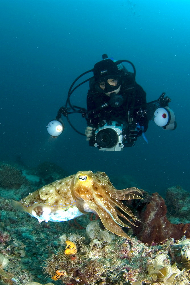 Broadclub Cuttlefish and diver. Kapalai Island, Malaysia