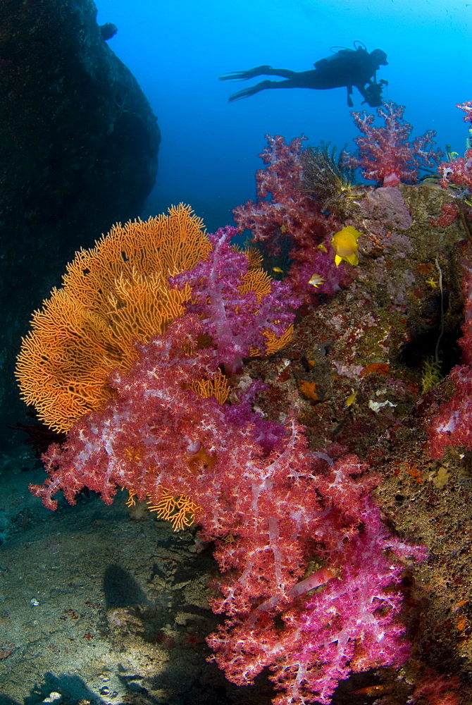 Soft Coral, Sea Fan & diver. Similans, Thailand