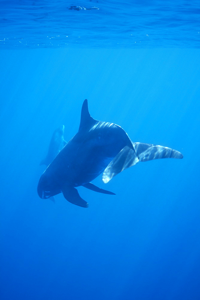 Pygmy killer whale (Feresa attenuata) showing characteristic white lips.
Hawaii.