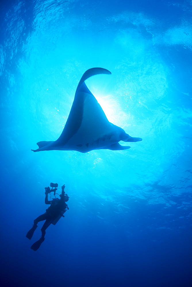 Manta Ray & diver. Socorro, Mexico