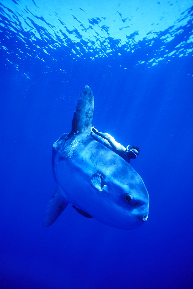 Mola Mola or Oceanic Sunfish & snorkeler. Azores, Portugal