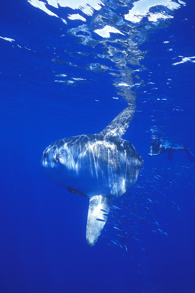 Mola Mola or Oceanic Sunfish & snorkeler. Azores, Portugal