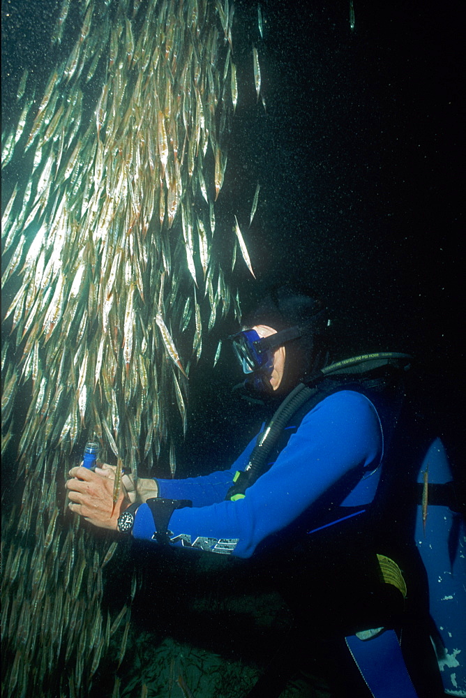 Shrimp & Razor Fish & diver. Milne Bay, Papua New Guinea