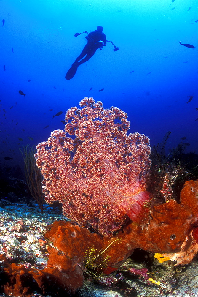 Soft Coral & diver. Komodo, Indonesia