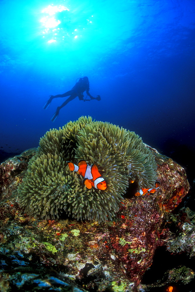 Western Clownfish & diver. Similans, Thailand