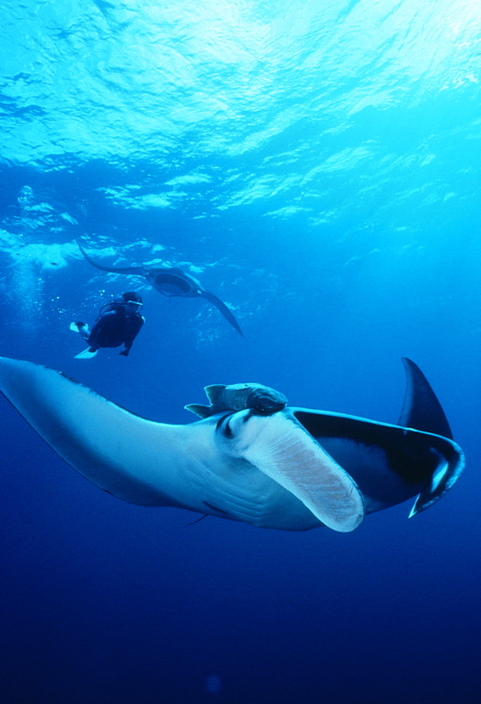 Giant manta rays with snorkeler (Manta biostris). Mexico