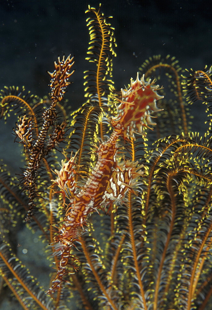 Ornate Ghost Pipefish pair mimic crinoid (Solenostomus paradoxus). Indo Pacific