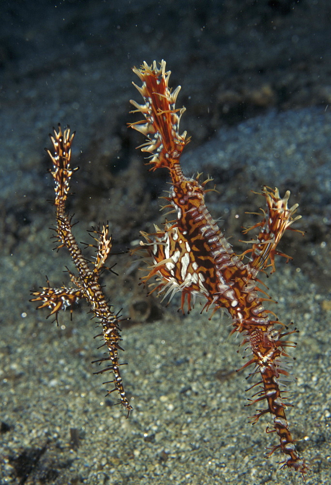 Ornate Ghost Pipefish (Solenostomus paradoxus). Indo Pacific