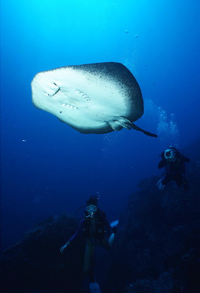 Marbled Ribbontail Ray swims over divers.USA, Channel Islands, CA