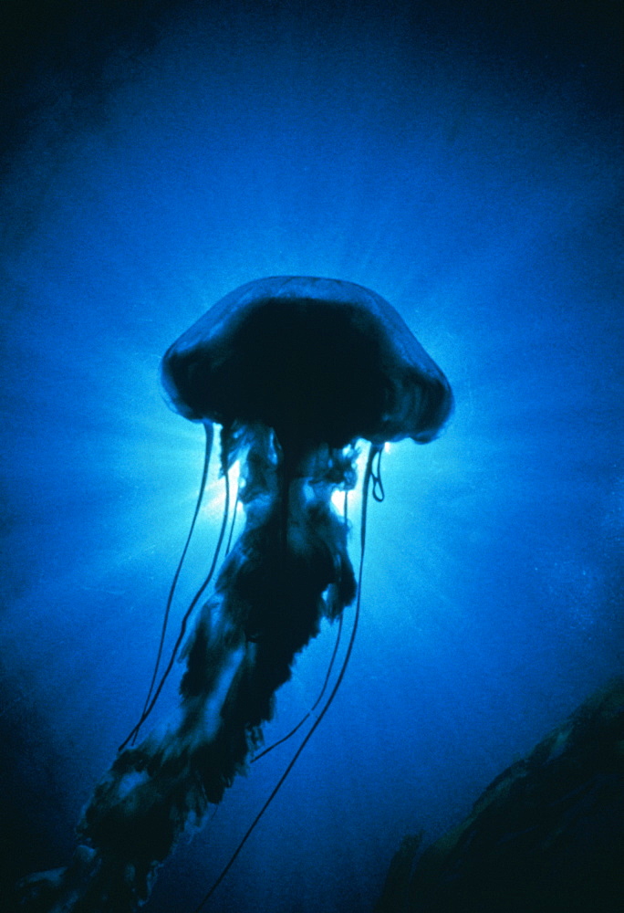 Sea nettle jellyfish.USA, CA.   (rr)