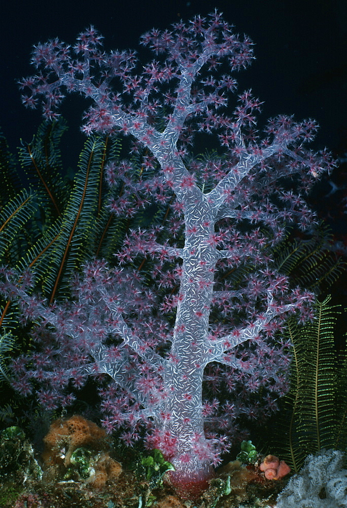 Soft coral (Dendronephythya sp.). Truk, Micronesia