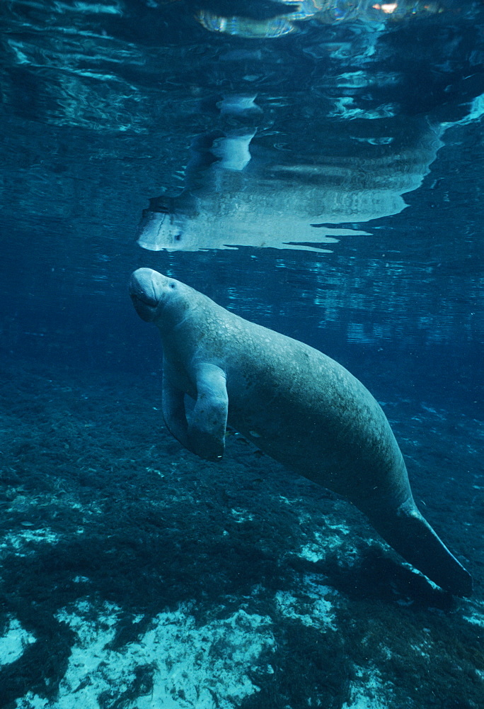 West Indian Manatee (Trichechus manatus). USA, Florida