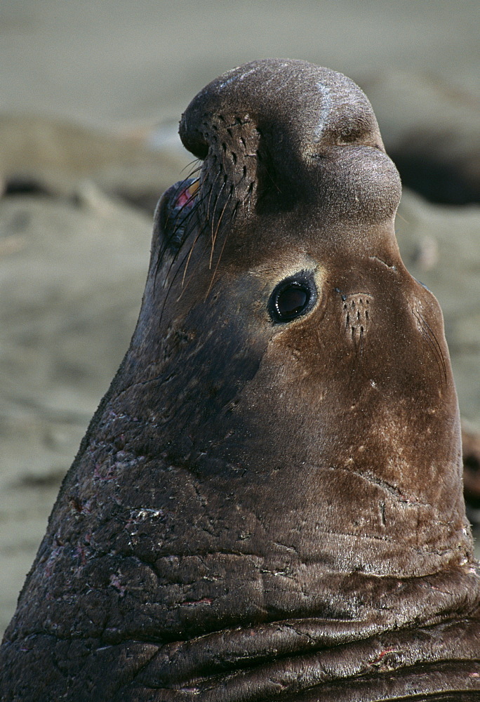 Northern Elephant Seal, male (Mirounga angustirostris). USA, CA