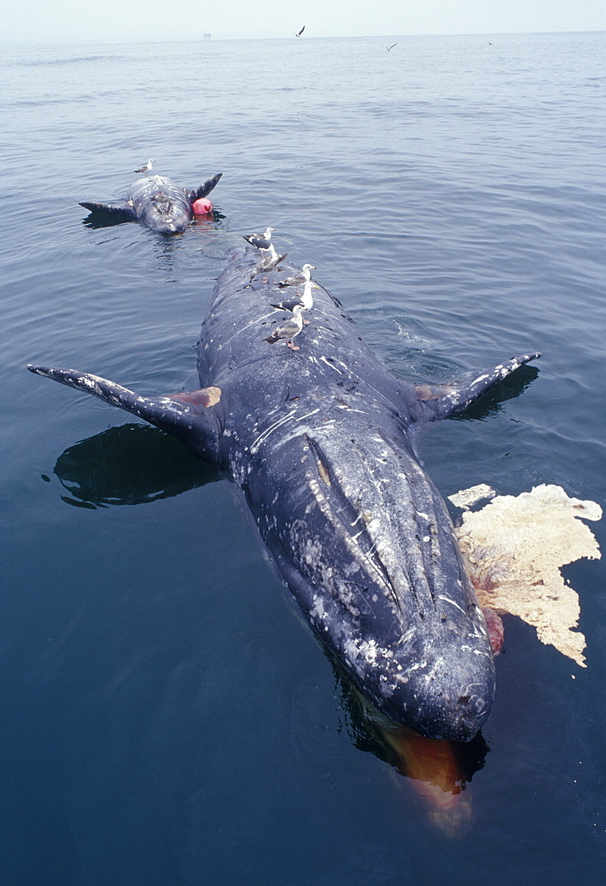 Gray whales, killed in lines (Eschrictius robustus). USA, Channel Islands, CA