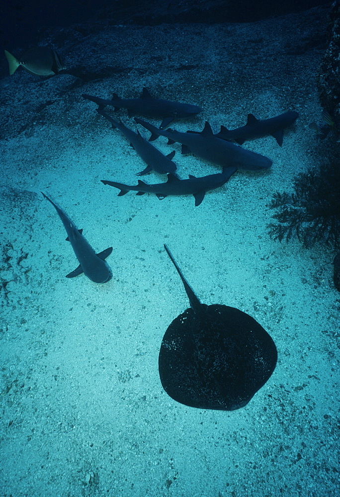 Marbled ribbontail ray & whitetip reef sharks.