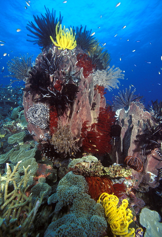 Crinoid-encrusted sponge, reef.Indo Pacific Â“ Papua New Guinea