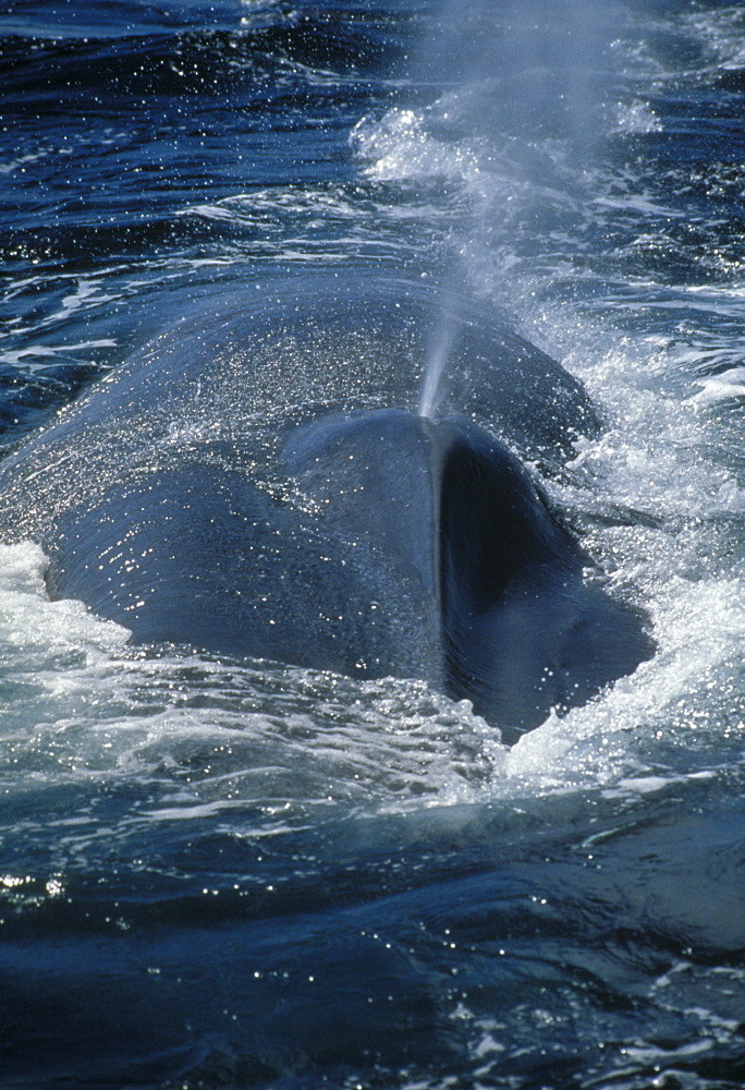 Blue whale, spouting. Close shot of spout (Balaenoptera physalus). USA, Channel Islands, CA