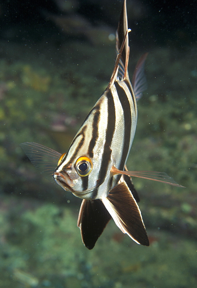 Old wife (Enoplosus armatus). Australia