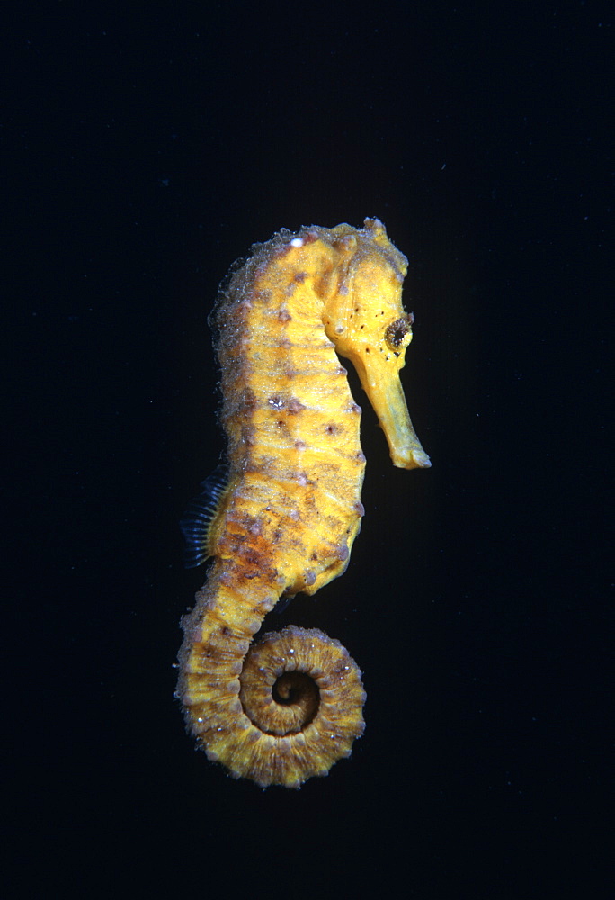 Seahorse (Hippcampus sp.). Indo Pacific