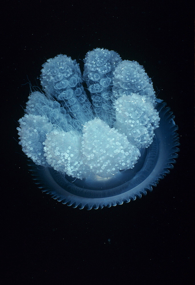 Sea Nettle jellyfish.