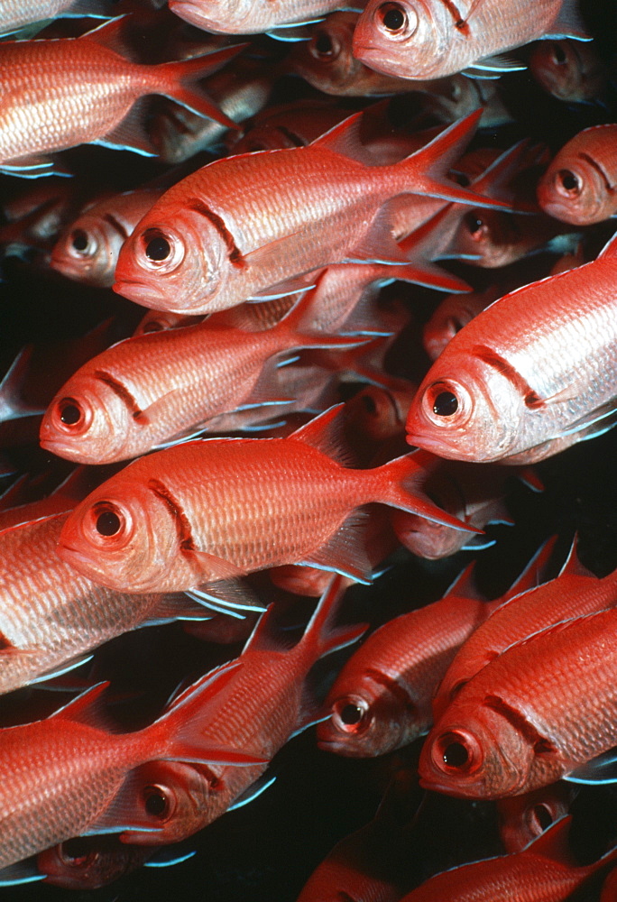 Soldierfish (Myripristris jacobus). Cocos Island, Costa Rica