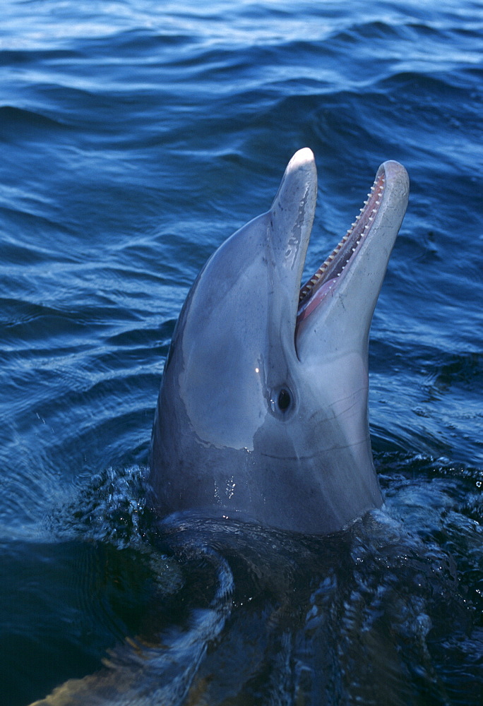 Bottlenose dolphin (Tursiops truncates). Caribbean