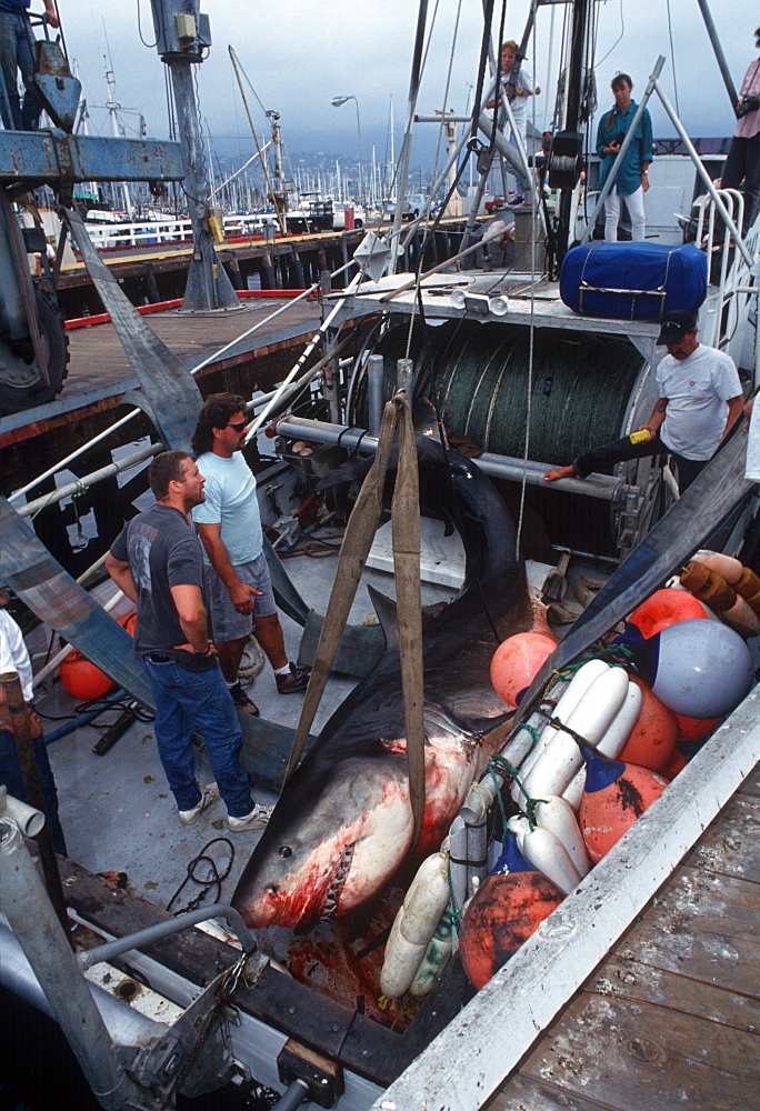 White shark killed in drift net, on deck (Carcharodon carcharius). USA, Channel Islands, CA