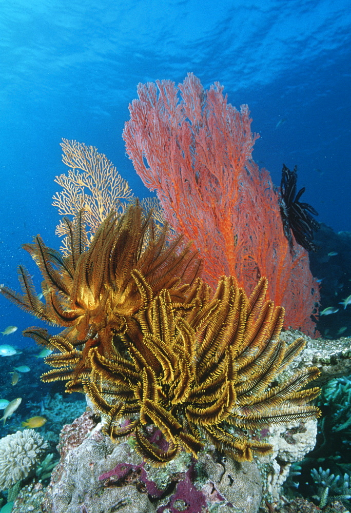 Crinoid scenic.Indo Pacific