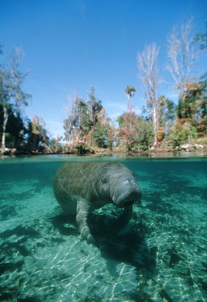 West Indian Manatee in spring (Tirchetus manatus). USA, Florida, Crystal River